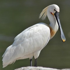 spoonbill mix