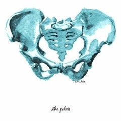 Pelvis