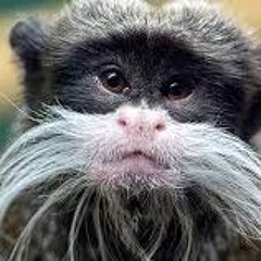 Tamarin