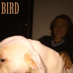 Dogs Keep Barking
