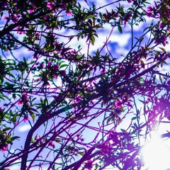 Colors