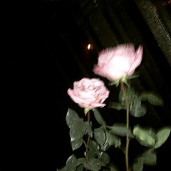 SB99 - Fleur. [Instrumental]