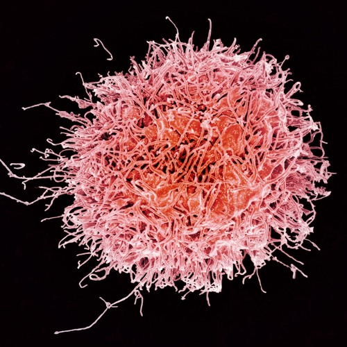 15 – The Immune System, Unleashed