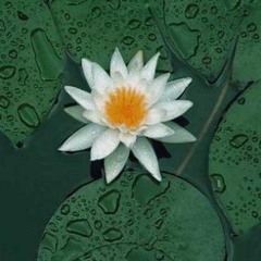 出水莲 Lotus