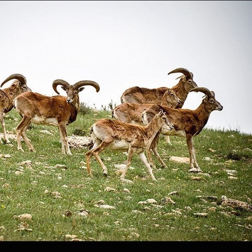 كه‌شه‌وان... The hunter....