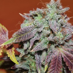 Young Dolph - Slave Owner