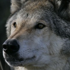 Lobo Underscore