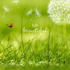 So Beautiful