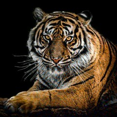 Tiger trance mix by dj anil