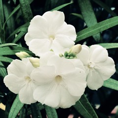 Oleander