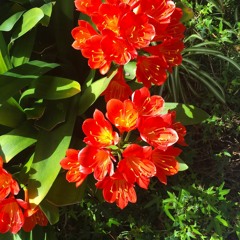 Bailar Contigo - Monsieur Perine Cover