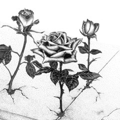 Roses from the Concrete