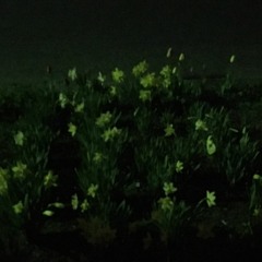 ビビとサイダーの雨 - 月と花 (20180510)