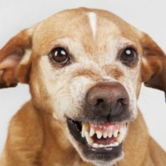 dog(s) freestyle (prod. LANCe)