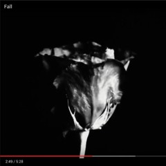 Prince Albert - Fall