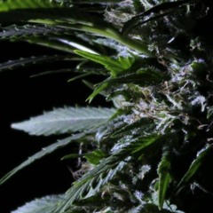 Judubre - GuanYu + Nikson