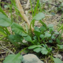 Forest Temple with Drums and Chanting