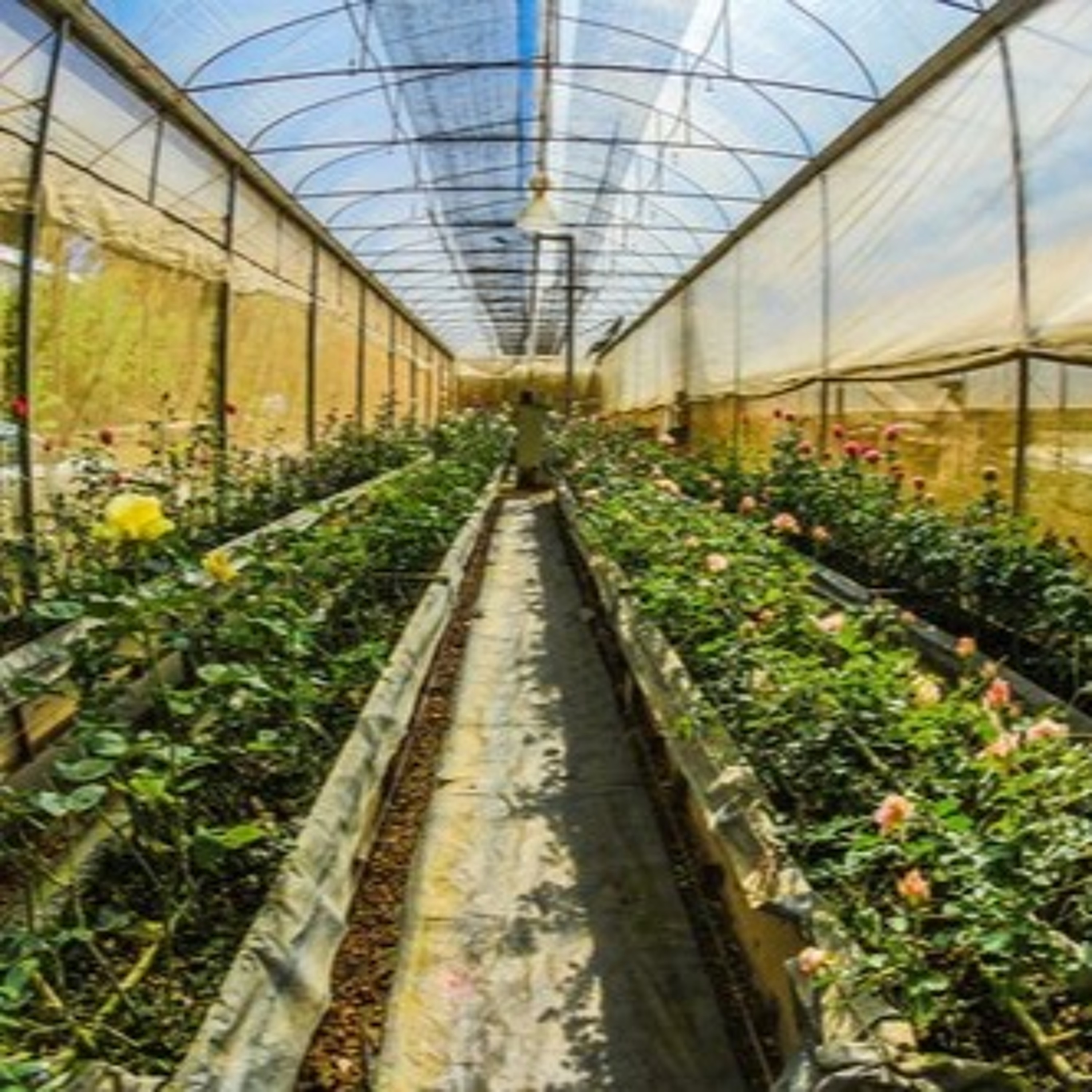 Ep 5 Indoor ag & financials with Jim Pantaleo episode artwork