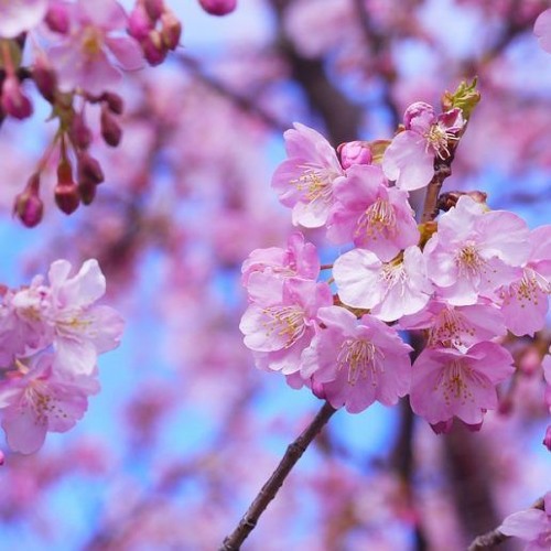 Sakura