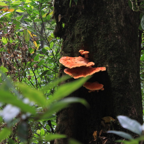 บางสิ่งไม่เคยรู้ - Techinfolk