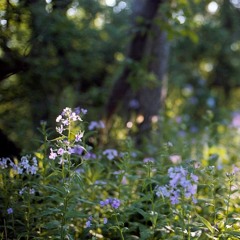 Bloom - The Paper Kites cover