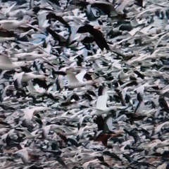 Podcast for Gilles Peterson's Worldwide Radio Show 15.03.12