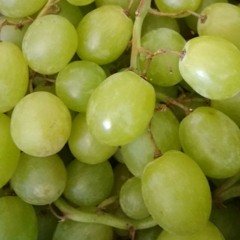 Florescent adolescent cover (rough)