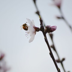 Phoi Pha (Trinh Cong Son)