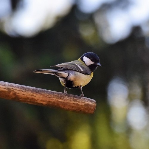 Vogelgezwitscher Im Morgengrauen 夜明けの鳥鳴き声 16 18 Rev By Shiqi Geng Vogelgezwitscher Im Morgengrauen 夜明けの鳥鳴き声 16 18 Rev By Shiqi Geng