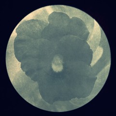 gENERATORS ~ bLACK vIOLET