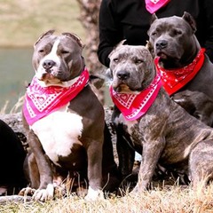 Yp Ft AB Peanut- DawgsOut