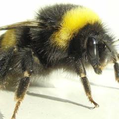 c'est l'histoire d'un bourdon malade