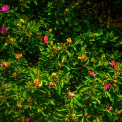 AN TY x Daui - Miss This