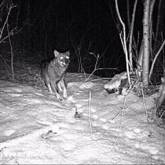 Skoob x Young Sack - BREAD (prod. CashMoneyAP)