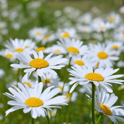 ❀ c h i l l  t u n e s ❀