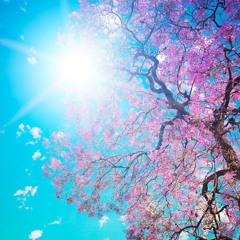 Spring Sunshine / www.facebook.com/PlasticInevitable