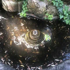 Adonai Ori - Samoda&Freedom Cafè - Budapest