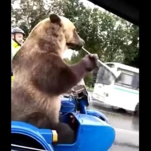 Polite Bear