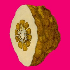 #2: limon sponginus liguriae verrucosus
