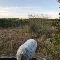 Wetland Ambience PNW - Active, Morning, Birds, Single Tree Frog