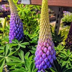 Psybration - Psytrance Mix  [2018 - 05 - 21]