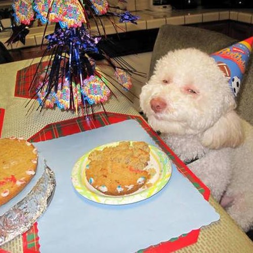 feliz aniversário pra mim nessa porra