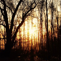 Let The Light
