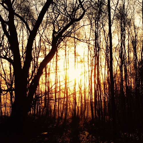 Let The Light