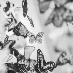 CACOPHONEUSES - BUTTERFLY