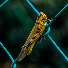 gryllus assimilis