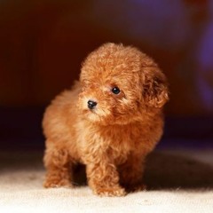 We're Small! (a Silly song about puppies)