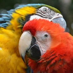 PUERTOHOUSE PTYO (live)Beat's in sessions - MAURO BEAT