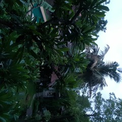 Thailand' Chiang Mai, Wake Up Sounds'Gekko