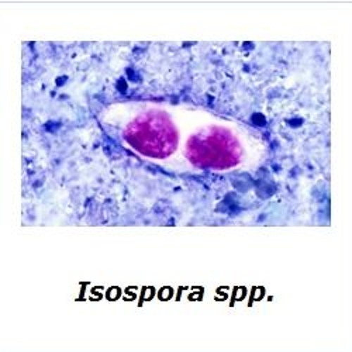 Isospora spp. Caracteristica morfologicas